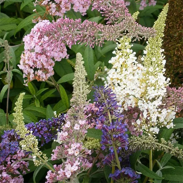 Fast Growing Trees Butterfly Magic™ Butterfly Bush See All Shrubs & Hedges 3 Fast Growing Trees Butterfly Magic™ Butterfly Bush See All Shrubs & Hedges