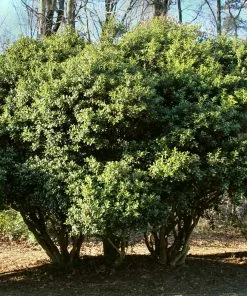 Fast Growing Trees Burford Holly Shrub Holly Trees