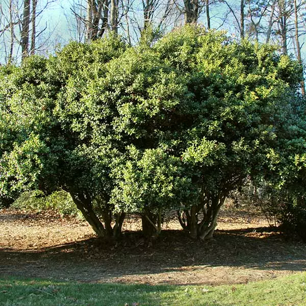 Fast Growing Trees Burford Holly Shrub Holly Trees 3 Fast Growing Trees Burford Holly Shrub Holly Trees