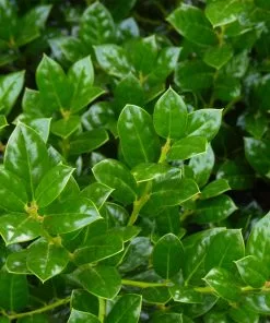 Fast Growing Trees Holly Trees Dwarf Burford Holly Shrub 8 Fast Growing Trees Holly Trees Dwarf Burford Holly Shrub