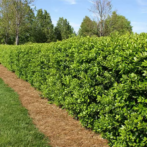 Fast Growing Trees Holly Trees Dwarf Burford Holly Shrub 3 Fast Growing Trees Holly Trees Dwarf Burford Holly Shrub
