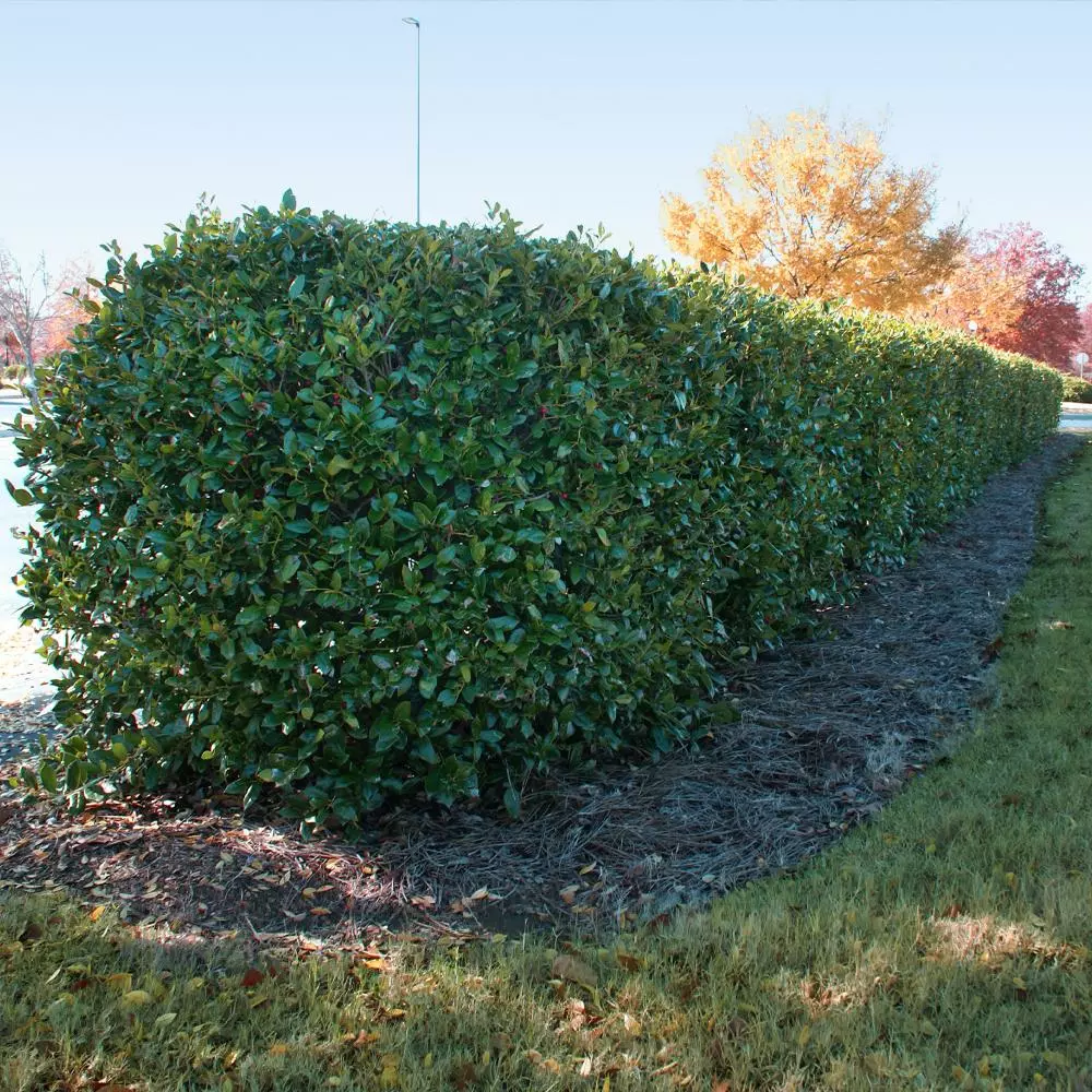 Fast Growing Trees Holly Trees Dwarf Burford Holly Shrub 6 Fast Growing Trees Holly Trees Dwarf Burford Holly Shrub