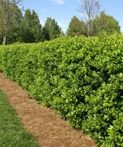 Fast Growing Trees Holly Trees Dwarf Burford Holly Shrub
