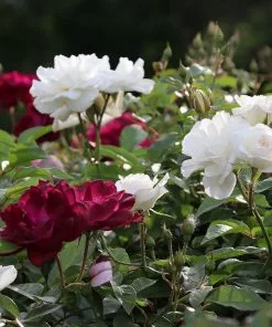 Fast Growing Trees Burgundy Iceberg And Iceberg Two-fer® Rose Tree