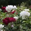 Fast Growing Trees Burgundy Iceberg And Iceberg Two-fer® Rose Tree 2 Fast Growing Trees Burgundy Iceberg And Iceberg Two-fer® Rose Tree