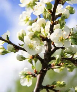 Fast Growing Trees Burgundy Plum Tree 9 Fast Growing Trees Burgundy Plum Tree