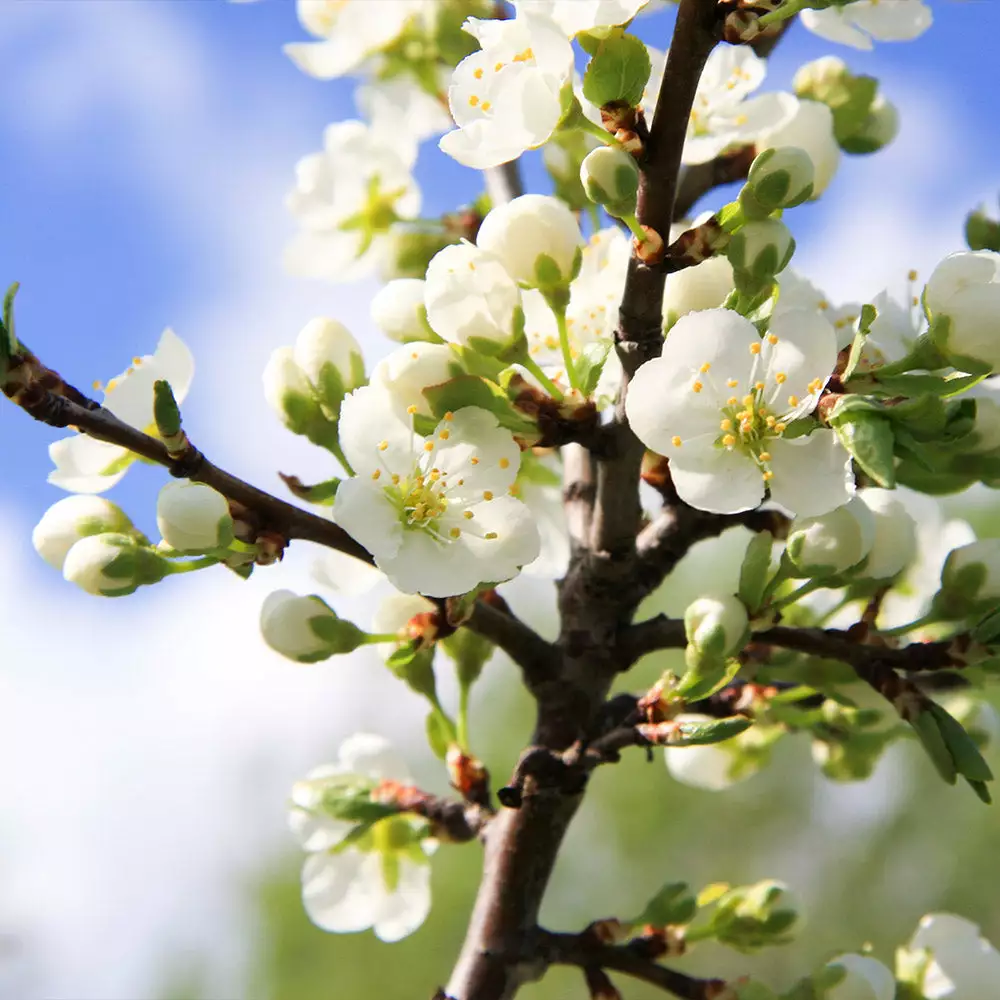 Fast Growing Trees Burgundy Plum Tree 5 Fast Growing Trees Burgundy Plum Tree