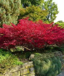 Fast Growing Trees Burning Bush See All Shrubs & Hedges