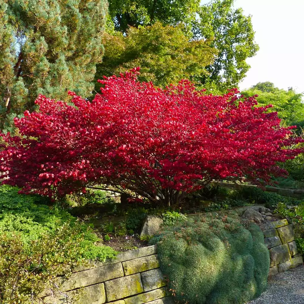 Fast Growing Trees Burning Bush See All Shrubs & Hedges 4 Fast Growing Trees Burning Bush See All Shrubs & Hedges