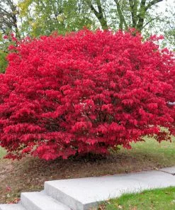 Fast Growing Trees Burning Bush See All Shrubs & Hedges 9 Fast Growing Trees Burning Bush See All Shrubs & Hedges
