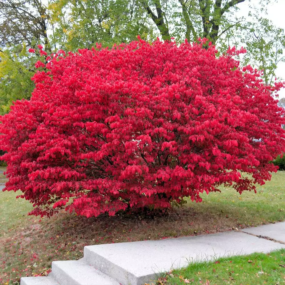 Fast Growing Trees Burning Bush See All Shrubs & Hedges 5 Fast Growing Trees Burning Bush See All Shrubs & Hedges
