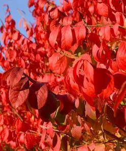 Fast Growing Trees Burning Bush See All Shrubs & Hedges 10 Fast Growing Trees Burning Bush See All Shrubs & Hedges
