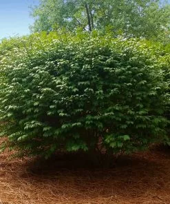 Fast Growing Trees Burning Bush See All Shrubs & Hedges 11 Fast Growing Trees Burning Bush See All Shrubs & Hedges