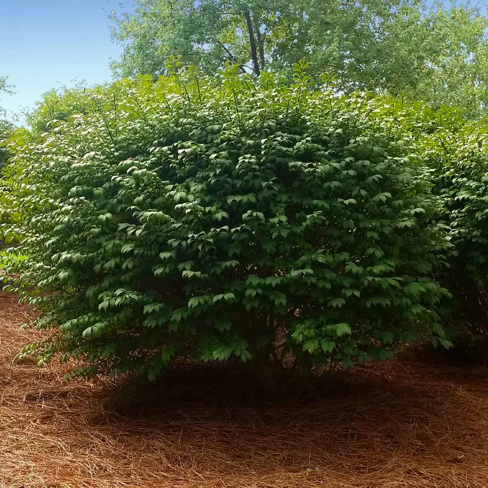 Fast Growing Trees Burning Bush See All Shrubs & Hedges 7 Fast Growing Trees Burning Bush See All Shrubs & Hedges