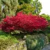 Fast Growing Trees Burning Bush See All Shrubs & Hedges 1 Fast Growing Trees Burning Bush See All Shrubs & Hedges
