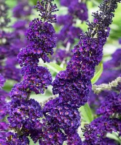Fast Growing Trees See All Shrubs & Hedges Black Knight Butterfly Bush