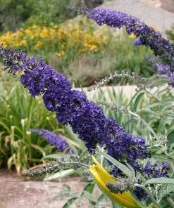 Fast Growing Trees See All Shrubs & Hedges Black Knight Butterfly Bush