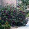 Fast Growing Trees See All Shrubs & Hedges Black Knight Butterfly Bush 1 Fast Growing Trees See All Shrubs & Hedges Black Knight Butterfly Bush