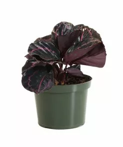 Fast Growing Trees Pet Friendly House Plants Calathea Dottie 11 Fast Growing Trees Pet Friendly House Plants Calathea Dottie