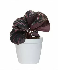Fast Growing Trees Pet Friendly House Plants Calathea Dottie 10 Fast Growing Trees Pet Friendly House Plants Calathea Dottie