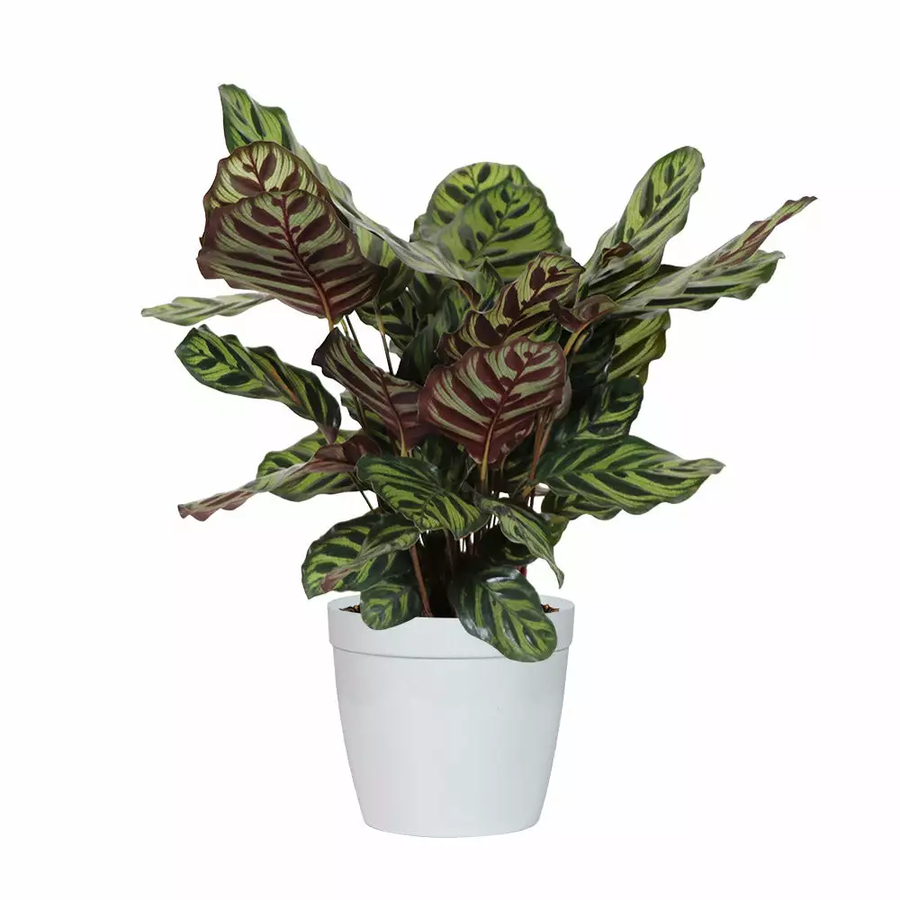 Fast Growing Trees Calathea Medallion Pet Friendly House Plants 6 Fast Growing Trees Calathea Medallion Pet Friendly House Plants