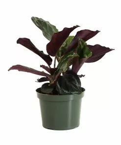 Fast Growing Trees Calathea Medallion Pet Friendly House Plants 11 Fast Growing Trees Calathea Medallion Pet Friendly House Plants