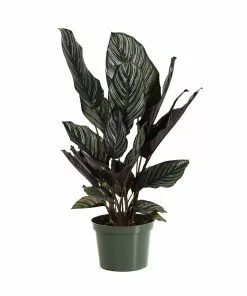 Fast Growing Trees Calathea Ornata 10 Fast Growing Trees Calathea Ornata