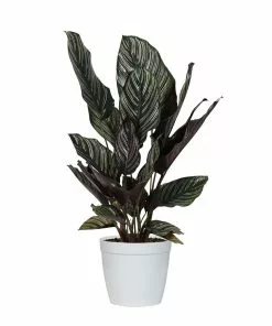 Fast Growing Trees Calathea Ornata 11 Fast Growing Trees Calathea Ornata