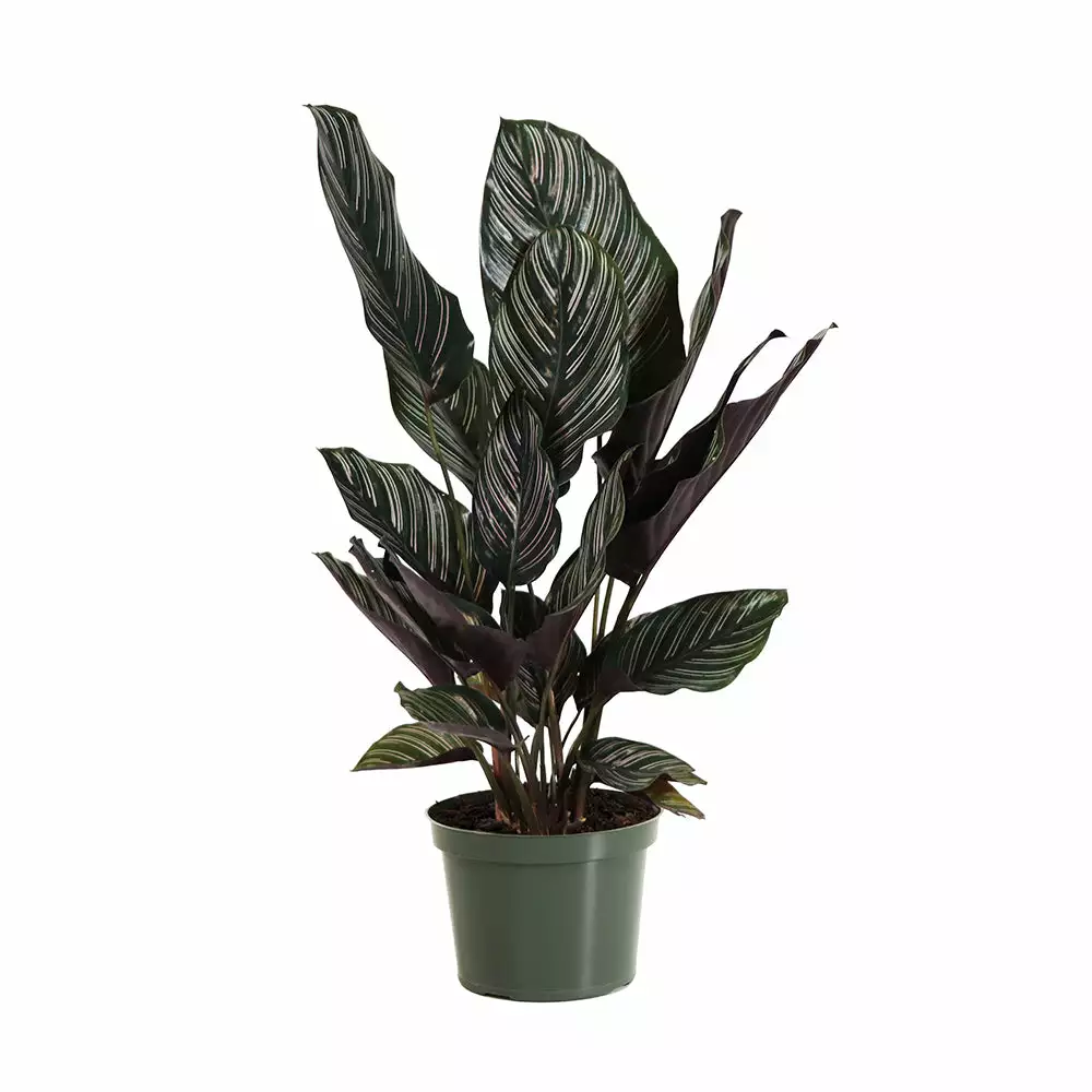 Fast Growing Trees Calathea Ornata 6 Fast Growing Trees Calathea Ornata