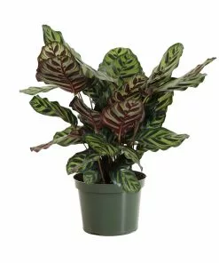 Fast Growing Trees Calathea Makoyana Pet Friendly House Plants 12 Fast Growing Trees Calathea Makoyana Pet Friendly House Plants