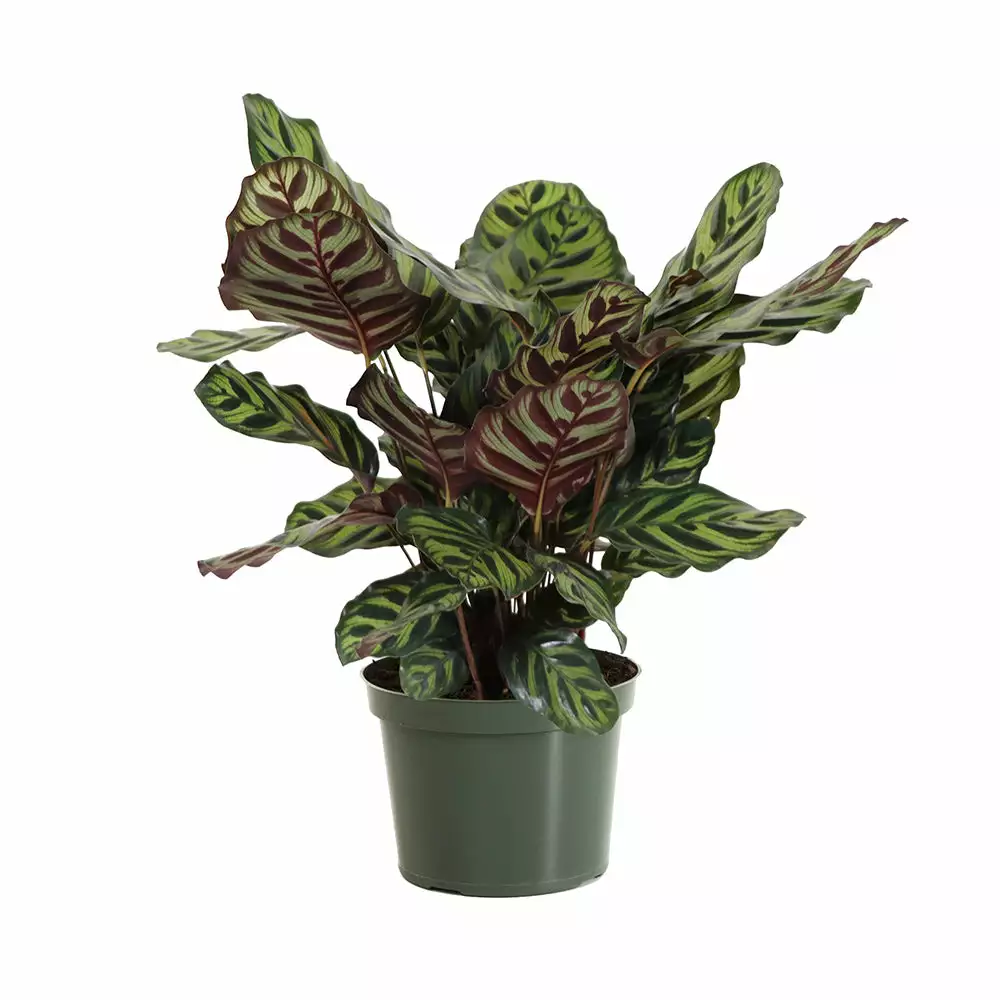 Fast Growing Trees Calathea Makoyana Pet Friendly House Plants 7 Fast Growing Trees Calathea Makoyana Pet Friendly House Plants