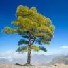 Fast Growing Trees Canary Island Pine Tree See All Evergreen & Privacy Trees