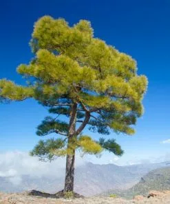 Fast Growing Trees Canary Island Pine Tree See All Evergreen & Privacy Trees