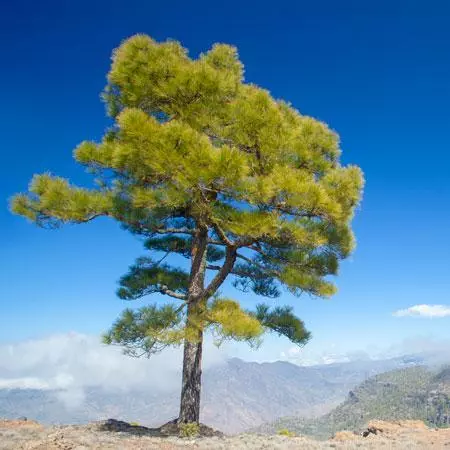 Fast Growing Trees Canary Island Pine Tree See All Evergreen & Privacy Trees 4 Fast Growing Trees Canary Island Pine Tree See All Evergreen & Privacy Trees