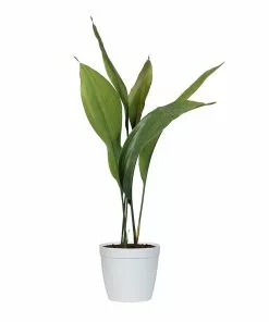 Fast Growing Trees Cast Iron Plant Low Light House Plants 20 Fast Growing Trees Cast Iron Plant Low Light House Plants