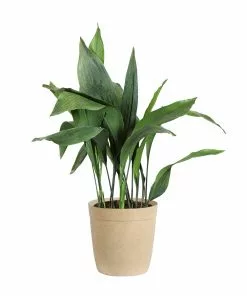 Fast Growing Trees Cast Iron Plant Low Light House Plants 23 Fast Growing Trees Cast Iron Plant Low Light House Plants