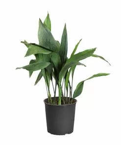 Fast Growing Trees Cast Iron Plant Low Light House Plants 21 Fast Growing Trees Cast Iron Plant Low Light House Plants