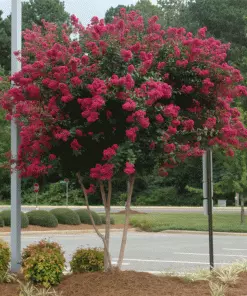 Fast Growing Trees Cherokee Crape Myrtle