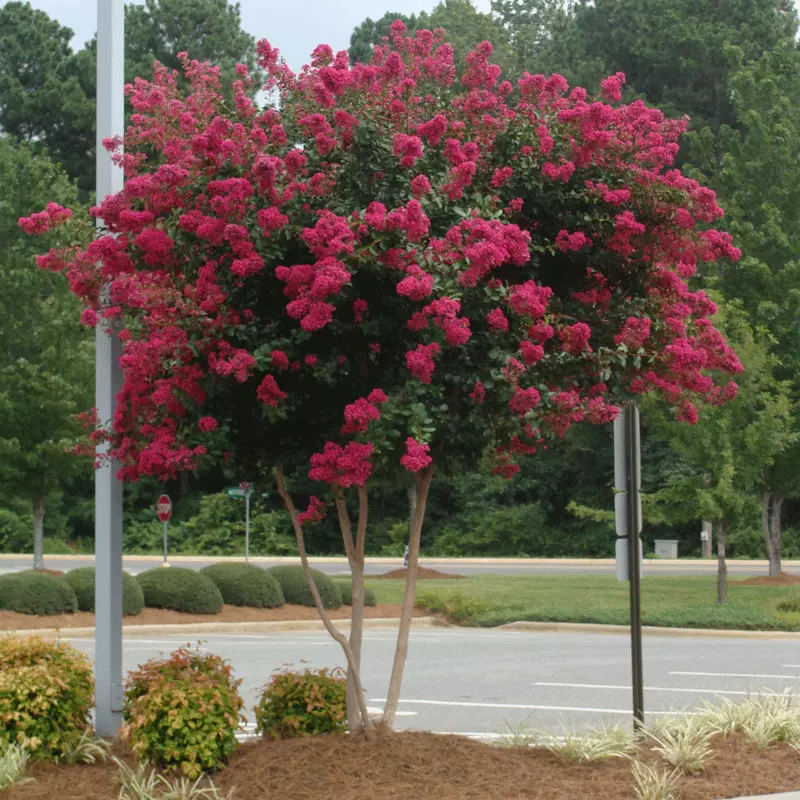 Fast Growing Trees Cherokee Crape Myrtle 4 Fast Growing Trees Cherokee Crape Myrtle