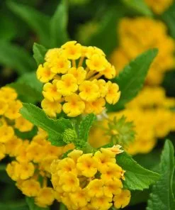Fast Growing Trees Deer Resistant Plants Chapel Hill Yellow Lantana 7 Fast Growing Trees Deer Resistant Plants Chapel Hill Yellow Lantana
