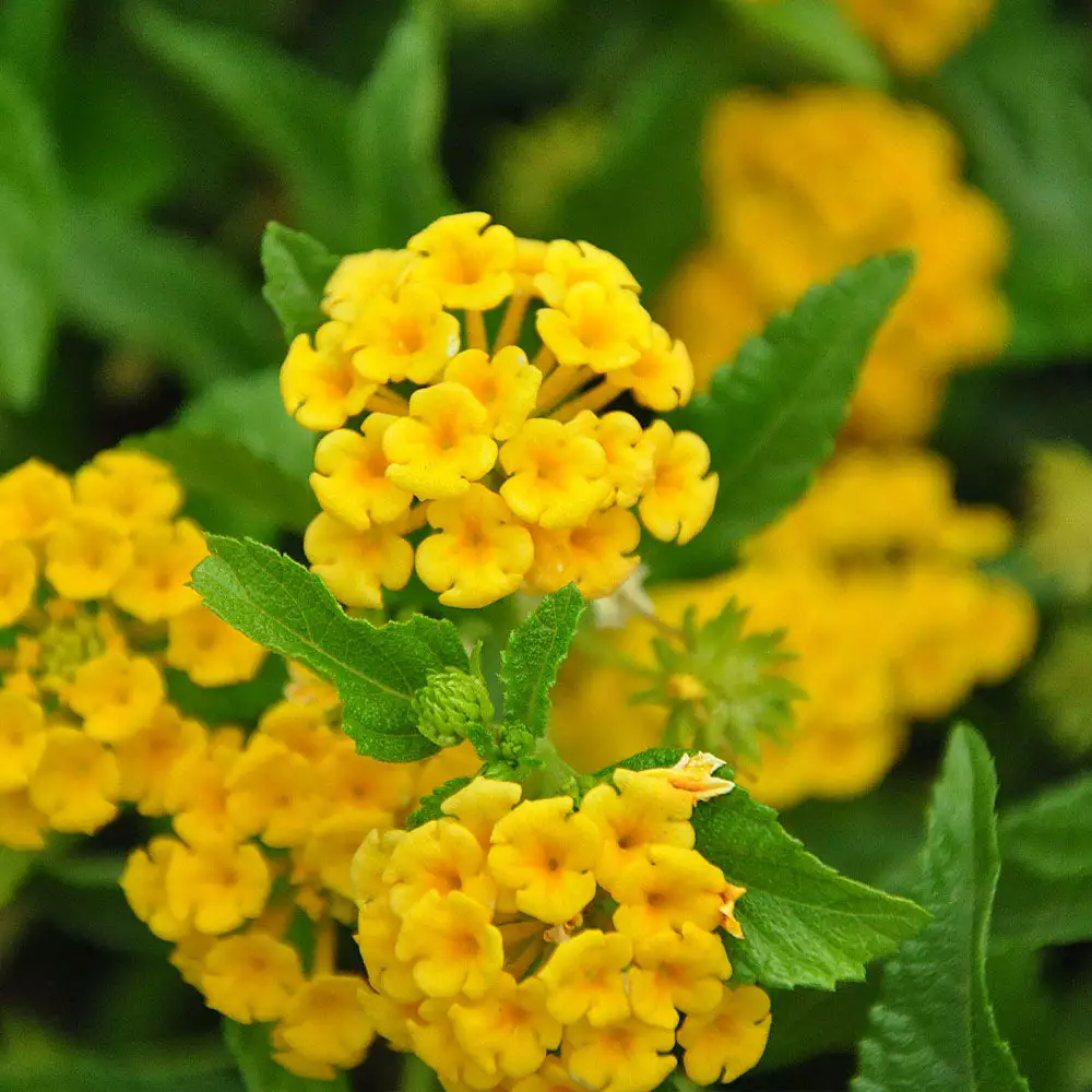 Fast Growing Trees Deer Resistant Plants Chapel Hill Yellow Lantana 5 Fast Growing Trees Deer Resistant Plants Chapel Hill Yellow Lantana