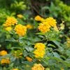 Fast Growing Trees Deer Resistant Plants Chapel Hill Yellow Lantana 1 Fast Growing Trees Deer Resistant Plants Chapel Hill Yellow Lantana
