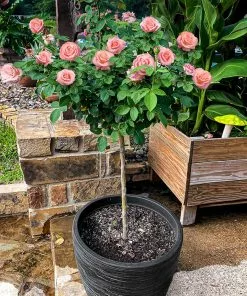 Fast Growing Trees Rose Trees Cherish Rose Tree