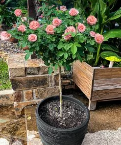 Fast Growing Trees Rose Trees Cherish Rose Tree