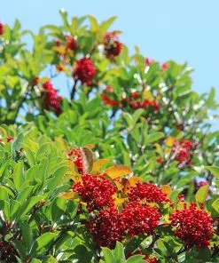 Fast Growing Trees Chindo Sweet Viburnum Shrub