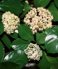Fast Growing Trees Chindo Sweet Viburnum Shrub