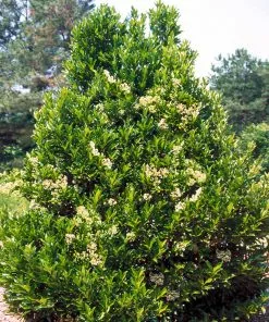 Fast Growing Trees Chindo Sweet Viburnum Shrub