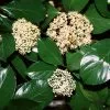 Fast Growing Trees Chindo Sweet Viburnum Shrub 1 Fast Growing Trees Chindo Sweet Viburnum Shrub