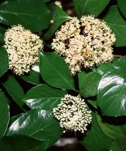 Fast Growing Trees Chindo Sweet Viburnum Shrub