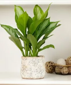 Fast Growing Trees Green Chinese Evergreen Plant Air Purifying House Plants 11 Fast Growing Trees Green Chinese Evergreen Plant Air Purifying House Plants